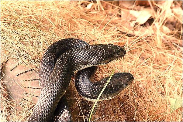 夢到男朋友和別人好了會有什麼預兆_周公解夢官網