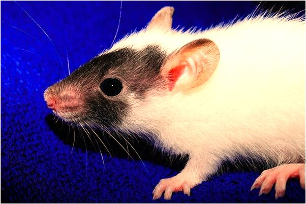 夢到了破舊茅草房預示什麼_周公解夢官網