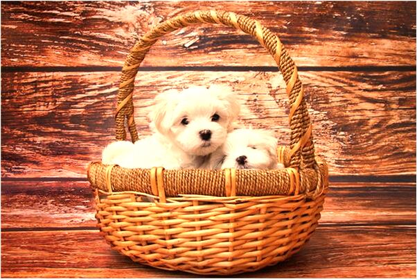 夢到殺蛇救媽媽還見血意味什麼_周公解夢官網