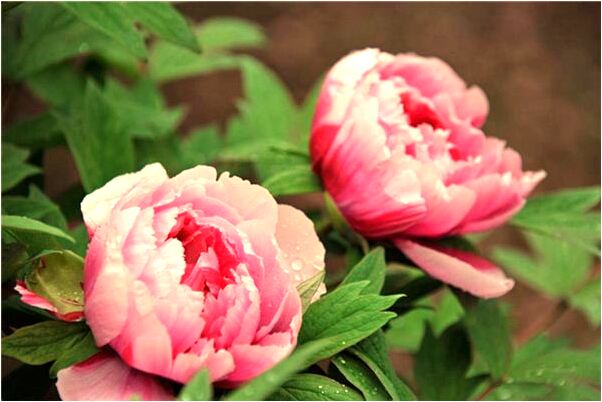 夢到男朋友不想跟我在一起是凶兆還是吉兆_周公解夢官網