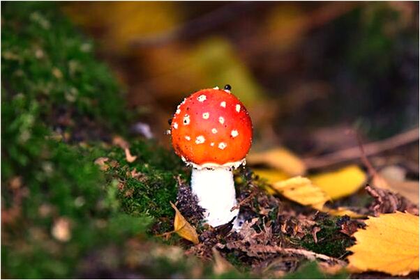 夢見死去的婆婆死纏著我有什麼意義嗎_周公解夢官網