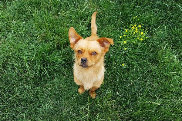 夢見狗走丟了代表著什麼?_周公解夢