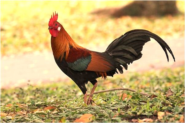 夢見自己愛上了另一個男孩意味著什麼_周公解夢官網