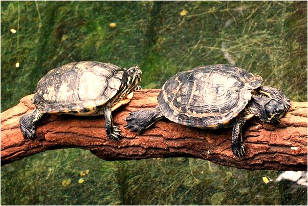 夢到了在墳地被蛇咬好不好_周公解夢官網