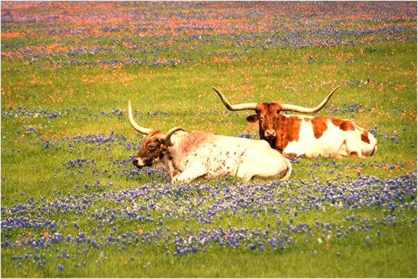 夢到了吃飯的時候聽到白老鼠是啥意思_周公解夢官網