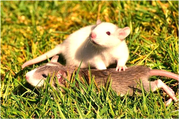 夢見山上的寺廟是不是好的徵兆呢_周公解夢官網