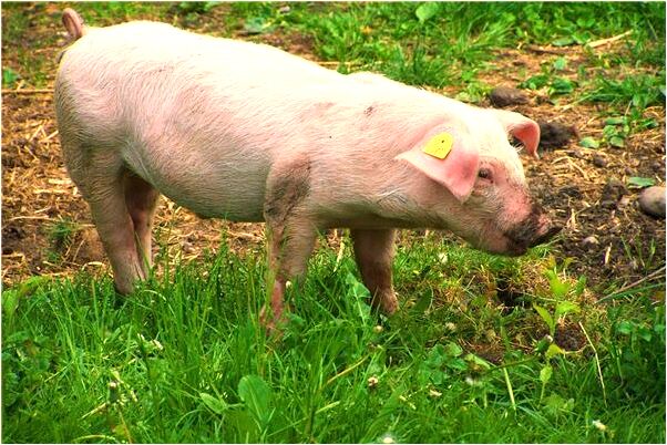 夢到針進喉嚨後盡力回吐出來了會怎么樣_周公解夢官網