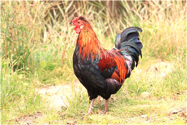 夢到被一條大蛇追是怎么回事_周公解夢官網