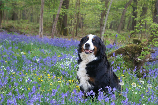 屬狗的男人性格和桃花_十二生肖