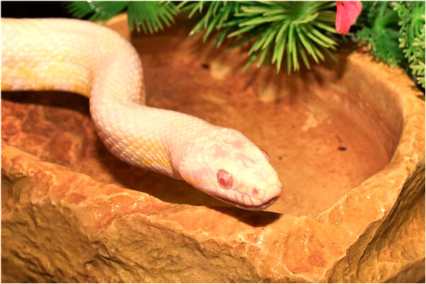 夢到大伯還沒死就被送進棺材預示什麼_周公解夢官網