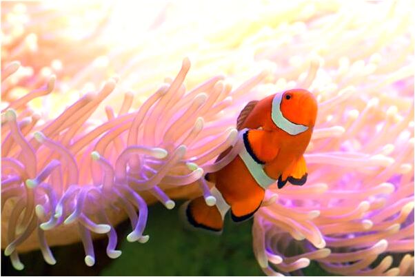 夢到了很多人一起撿茶子什麼寓意_周公解夢官網