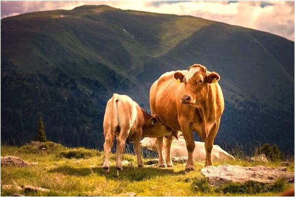 夢到胸罩太小是怎么回事_周公解夢官網