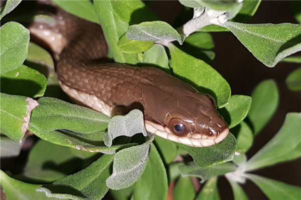 夢見許多蛇是什麼原因_周公解夢