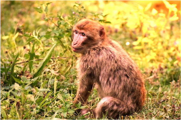 夢到西方大火會是什麼預兆_周公解夢官網