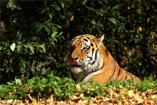 1986年是什麼命能發財嗎_十二生肖