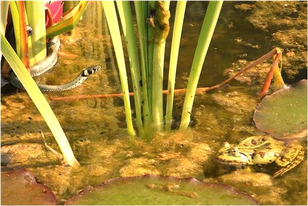 夢到了到撿雞樅是什麼預兆_周公解夢官網