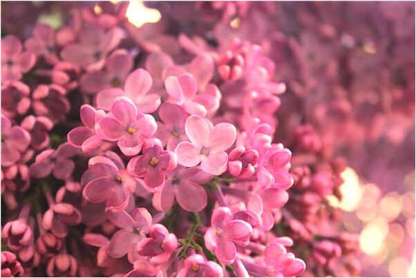 夢到別人給自己櫻桃吃是凶兆還是吉兆_周公解夢官網