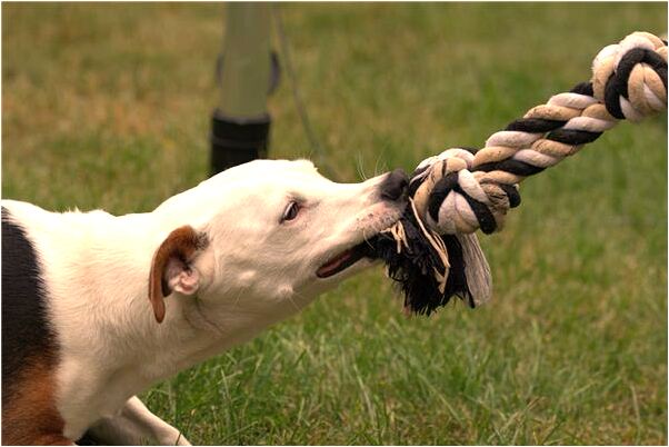夢見蛇上炕是什麼意思_周公解夢官網