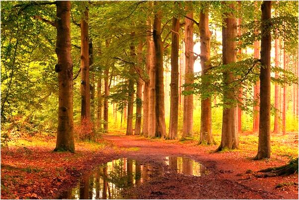 夢到用滿滿一盆水洗臉是什麼預兆？_周公解夢官網