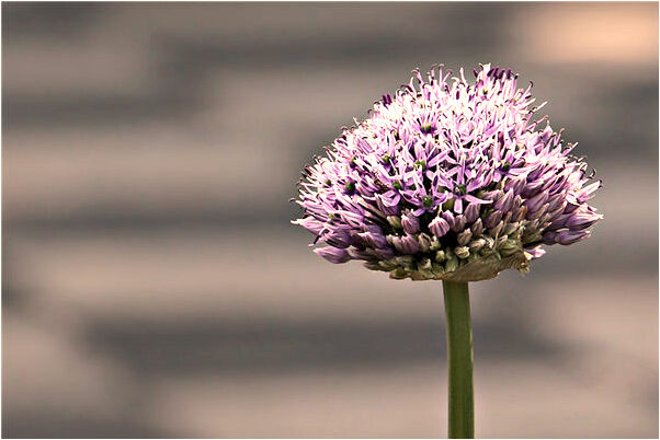夢見小孩撈魚是咋回事_周公解夢官網