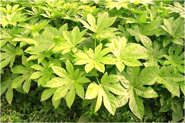 夢見摘靈芝是什麼啟示_周公解夢官網