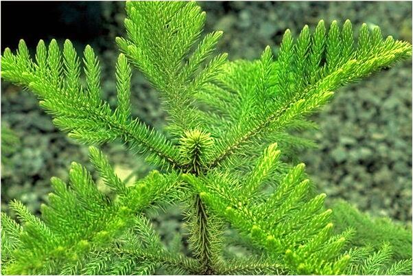 夢見和媽媽剝花生給去世的人吃什麼寓意_周公解夢官網