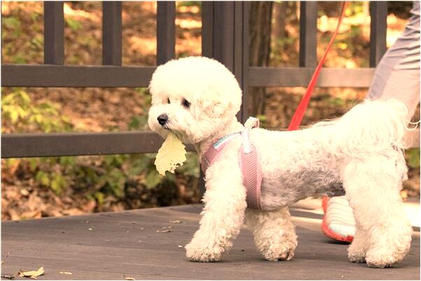 夢到了很多舊車怎么說_周公解夢官網