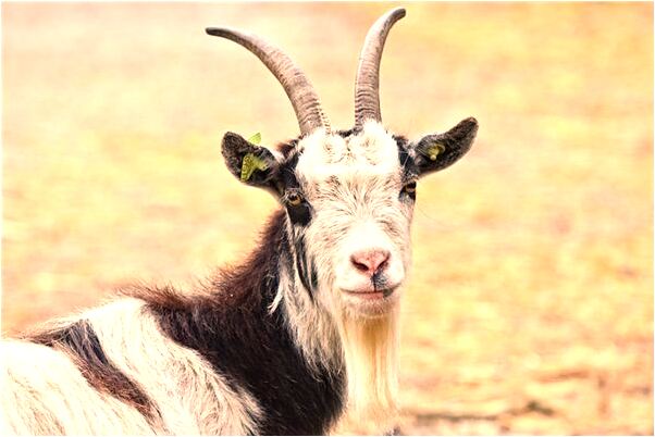 夢見我殺了人有三個警察會有什麼預兆_周公解夢官網