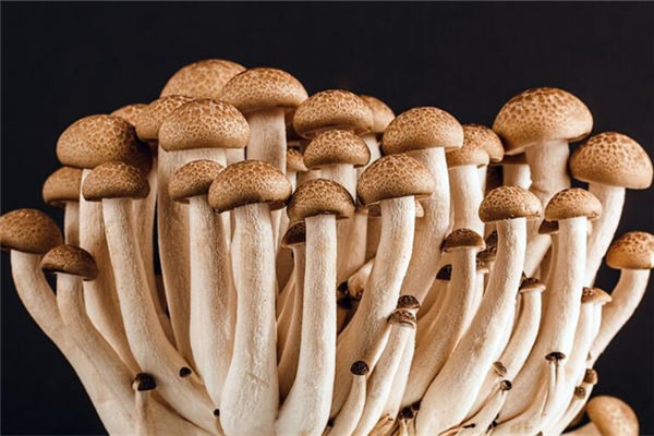 夢見自己拔了很多雞樅_周公解夢