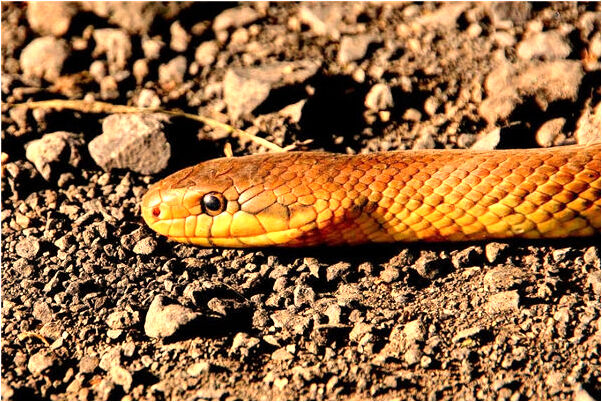 夢見夢外衣沾自已的屎有什麼意思嗎_周公解夢官網