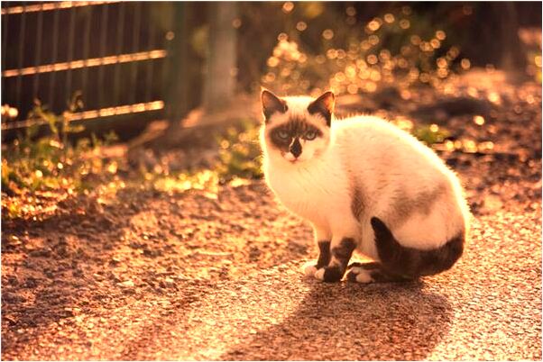 夢到周文王及夫人代表著什麼_周公解夢官網