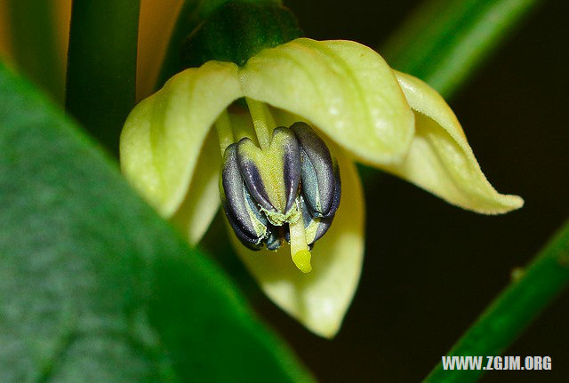 夢見自己被車撞了_周公解夢夢到自己被車撞了是什麼意思_做夢夢見自己被車撞了好不好_周公解夢官網