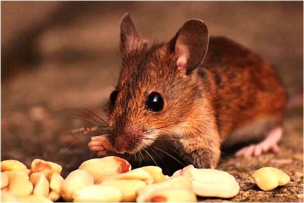 夢見門被打開預兆了什麼嗎_周公解夢官網