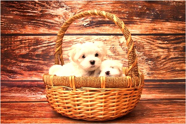 夢到了自己刨墳意味著什麼_周公解夢官網