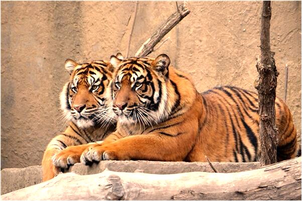 夢到姐姐們在家意味什麼_周公解夢官網