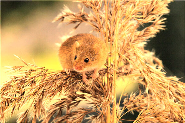 夢到了站在樹上是什麼意思_周公解夢官網