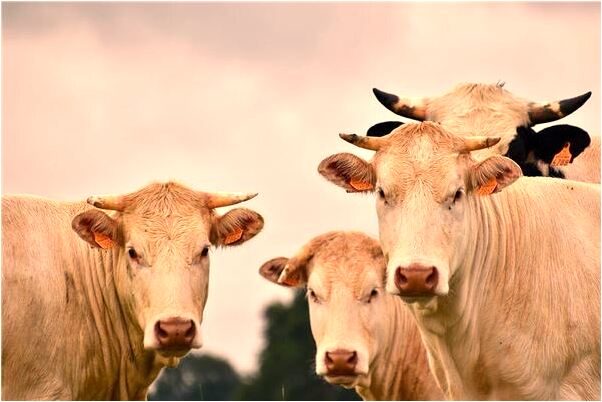 夢到活的面被水沖了好不好_周公解夢官網