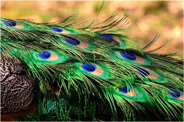 夢到一對金童玉女有什麼意思_周公解夢官網