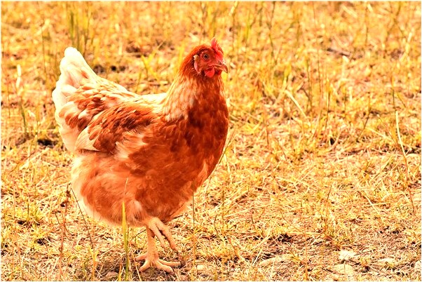 夢見看見女人胸口有血怎么回事_周公解夢官網