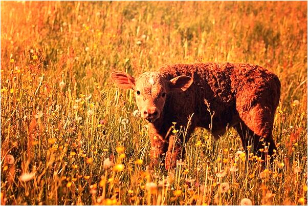 夢到下雨天氣一半晴一半陰有什麼意思_周公解夢官網