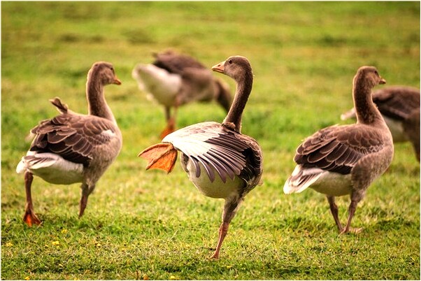 夢見幾滴血代表著什麼_周公解夢官網