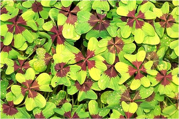 夢見不認識的女人出車禍還有血代表著什麼?_周公解夢官網