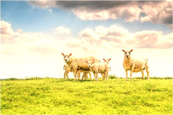 夢到婆婆欺負我是咋回事_周公解夢官網