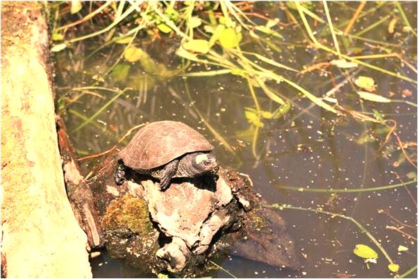 夢到和女人分床睡是什麼徵兆_周公解夢官網