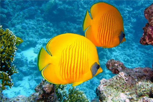 夢見黃魚_周公解夢