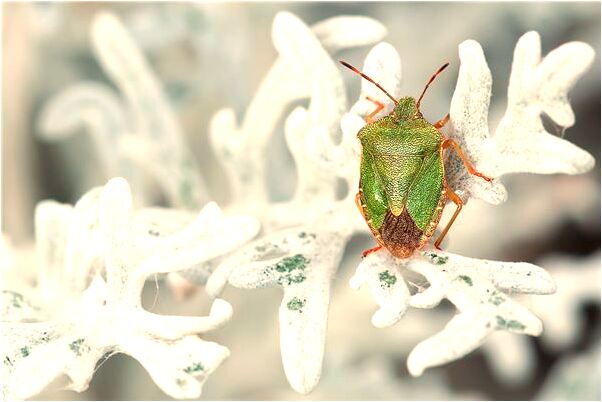 夢見牛斗我什麼寓意_周公解夢官網