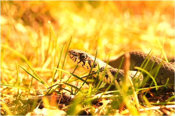 夢到了跟不認識的女人做愛什麼寓意_周公解夢官網