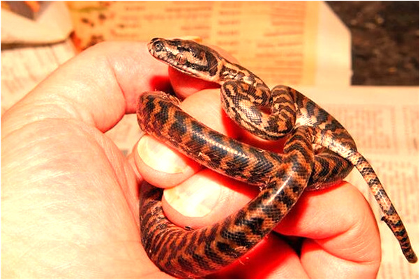 夢到了棺木沖翻了讓水意味著什麼_周公解夢官網