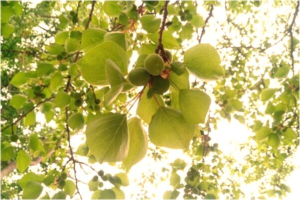 夢到買貓被買的貓抓傷是啥意思_周公解夢官網