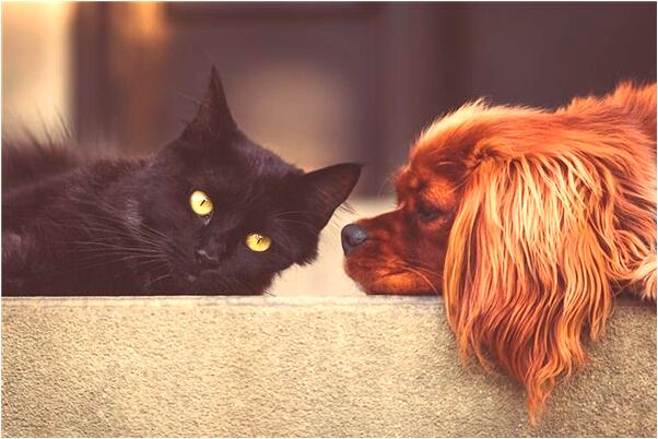 夢到了車偷了是吉兆嗎?_周公解夢官網